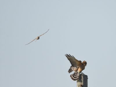 red-shouldered hawk BRD3750.JPG