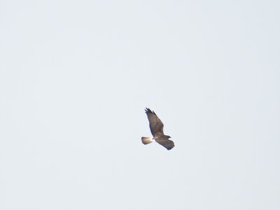 white-tailed hawk BRD3540_01.JPG