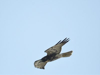 white-tailed hawk BRD3586.JPG