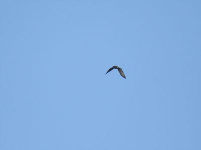 broad-winged hawk BRD3613.JPG
