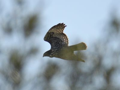 red-tailed hawk harlan's BRD3602.JPG