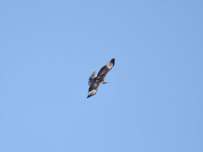 1110p_red_tailed_hawk
