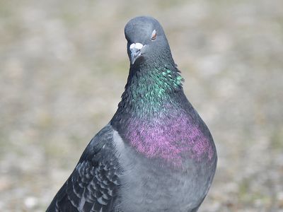 rock pigeon BRD3894.JPG