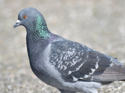 rock pigeon BRD3895.JPG
