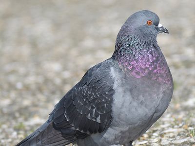 rock pigeon BRD3899.JPG