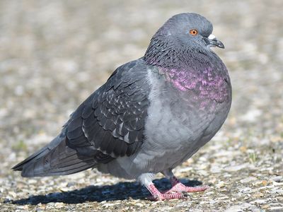 rock pigeon BRD3903.JPG