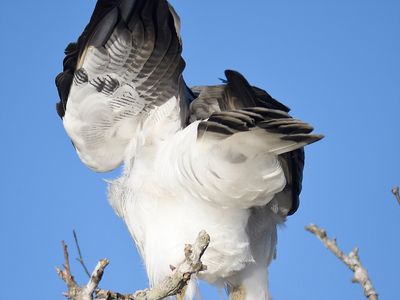 white-tailed hawk BRD4032.JPG