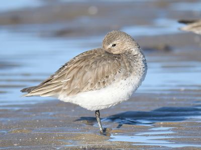 dunlin BRD4082.JPG