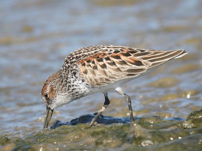 western sandpiper BRD4353.JPG