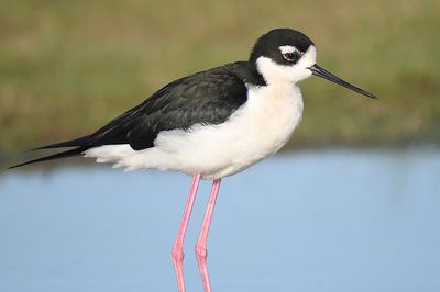 black-necked stilt BRD4411.JPG