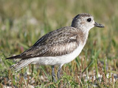 1170e_black_bellied_plover