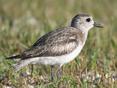 black-bellied plover BRD4651.JPG