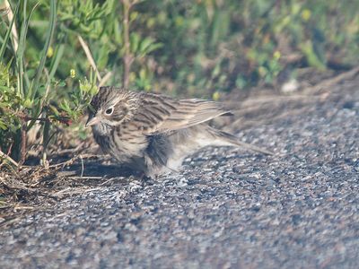 vesper sparrow BRD4645.JPG