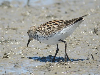 white-rumped sandpiper BRD4960.JPG