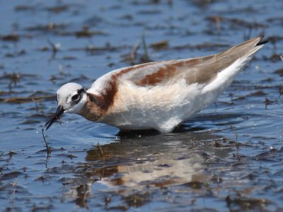 wilson's phalarope BRD4945.JPG