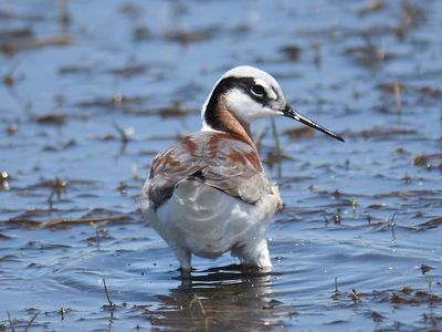 wilson's phalarope BRD4946.JPG