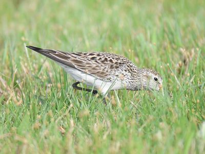 white-rumped sandpiper BRD4989.JPG