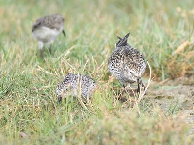 white-rumped sandpiper BRD4995.JPG