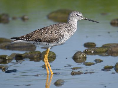 greater yellowlegs BRD5170.JPG