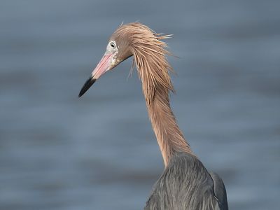 reddish egret BRD5067.JPG