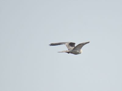 white-tailed kite BRD5097.JPG