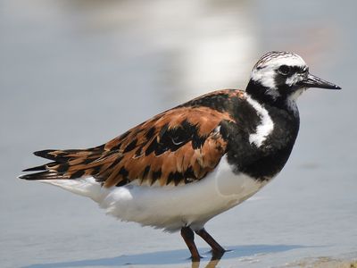 ruddy turnstone BRD5327.JPG