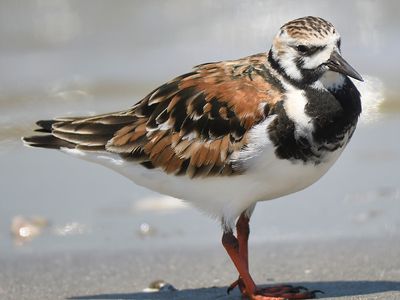 ruddy turnstone BRD5412.JPG