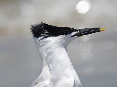 sandwich tern BRD5401.JPG