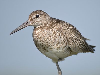 eastern willet BRD5570.JPG