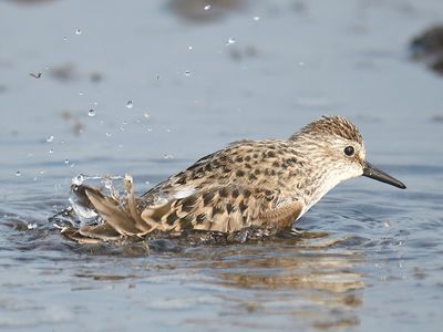 semipalmated sandpiper BRD5524.JPG