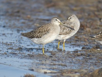 short-billed dowitcher BRD5506.JPG