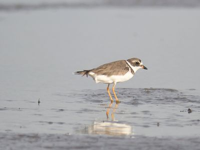 semipalmated plover BRD5800.JPG