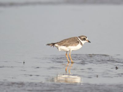 semipalmated plover BRD5800.JPG