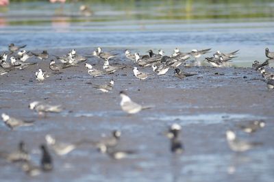 black tern BRD5912.JPG