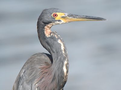 tricolored heron BRD5920.JPG