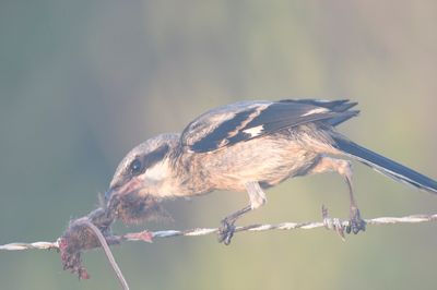 loggerhead shrike BRD5998.JPG