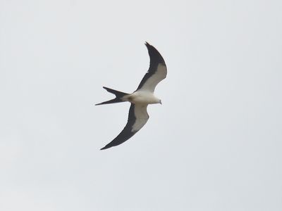 swallow-tailed kite BRD6032.JPG