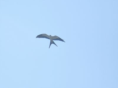 swallow-tailed kite BRD6072.JPG