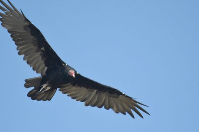 turkey vulture BRD6048.JPG
