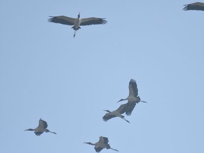 wood stork BRD6060.JPG