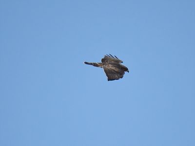 broad-winged hawk BRD6176.JPG
