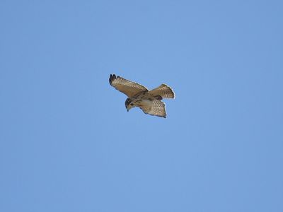 broad-winged hawk BRD6192.JPG