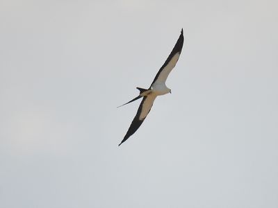 swallow-tailed kite BRD6253.JPG