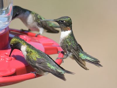 ruby-throated hummingbird BRD6332.JPG