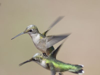 ruby-throated hummingbird BRD6336.JPG