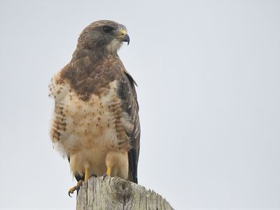 swainson's hawk BRD6306.JPG