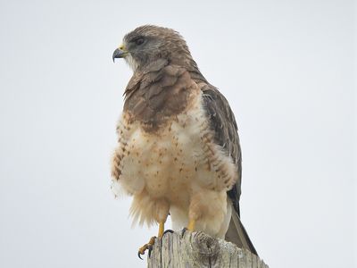 swainson's hawk BRD6311.JPG