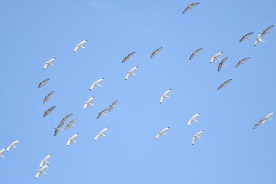 white ibis BRD6326.JPG