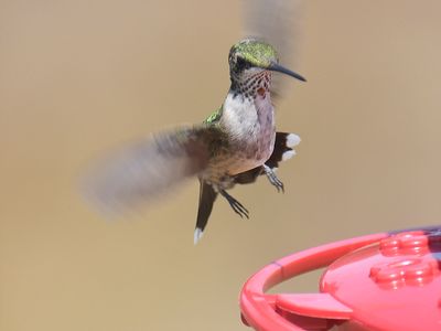 ruby-throated hummingbird BRD6407.JPG