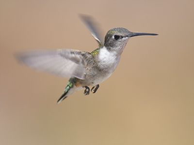 ruby-throated hummingbird BRD6393.JPG